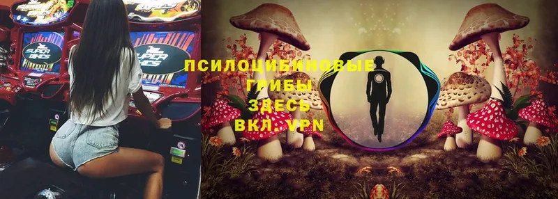 Псилоцибиновые грибы Cubensis  Любим 